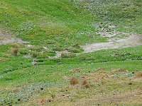 FalklandIsland／MalvinasIsland 福克兰群岛（马岛）61