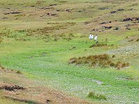 FalklandIsland／MalvinasIsland 福克兰群岛（马岛）62