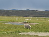 FalklandIsland／MalvinasIsland 福克兰群岛（马岛）65