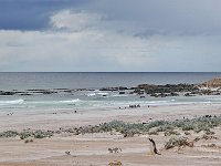 FalklandIsland／MalvinasIsland 福克兰群岛（马岛）77