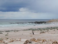 FalklandIsland／MalvinasIsland 福克兰群岛（马岛）78