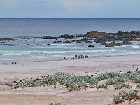 FalklandIsland／MalvinasIsland 福克兰群岛（马岛）80
