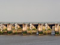DSC 1621's