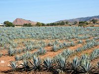 Tlaquepaque 特拉克帕克