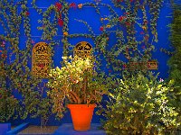 Jardin Majorelle Gargen 马若雷勒花园