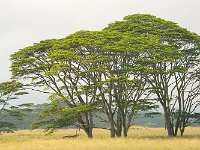 DSC 2939's