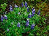Alaska 阿拉斯加122s