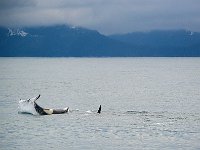 Alaska 阿拉斯加37s