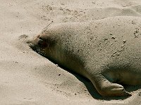 California 加利福尼亚56