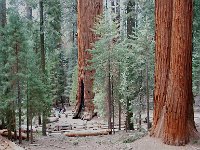Sequoia National Park 红杉树国家公园1