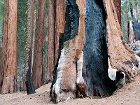 Sequoia National Park 红杉树国家公园13