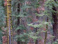 Sequoia National Park 红杉树国家公园14