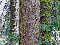Sequoia National Park 红杉树国家公园16