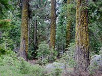 Sequoia National Park 红杉树国家公园17
