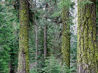 Sequoia National Park 红杉树国家公园18