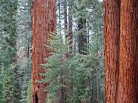 Sequoia National Park 红杉树国家公园2
