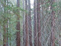 Sequoia National Park 红杉树国家公园20