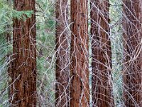 Sequoia National Park 红杉树国家公园21