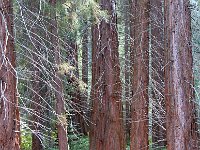 Sequoia National Park 红杉树国家公园23