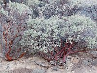 Sequoia National Park 红杉树国家公园24