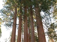Sequoia National Park 红杉树国家公园25