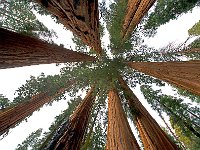 Sequoia National Park 红杉树国家公园27