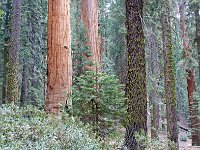 Sequoia National Park 红杉树国家公园3