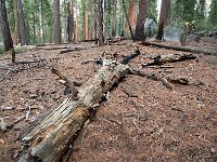 Sequoia National Park 红杉树国家公园37