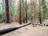 Sequoia National Park 红杉树国家公园38