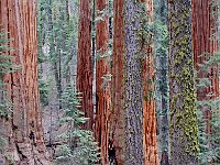 Sequoia National Park 红杉树国家公园4