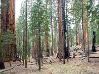 Sequoia National Park 红杉树国家公园40