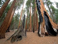Sequoia National Park 红杉树国家公园41