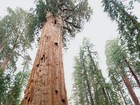 Sequoia National Park 红杉树国家公园43