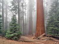 Sequoia National Park 红杉树国家公园47