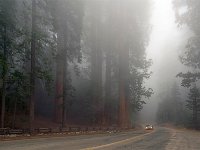 Sequoia National Park 红杉树国家公园49