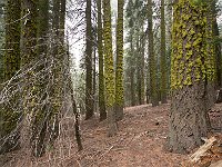 Sequoia National Park 红杉树国家公园51