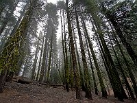 Sequoia National Park 红杉树国家公园52