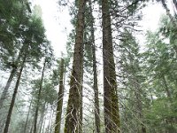 Sequoia National Park 红杉树国家公园54