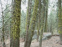 Sequoia National Park 红杉树国家公园55