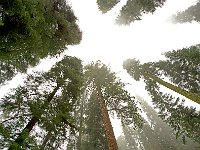 Sequoia National Park 红杉树国家公园57