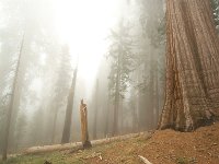 Sequoia National Park 红杉树国家公园59