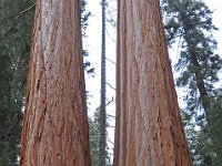 Sequoia National Park 红杉树国家公园6