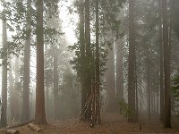 Sequoia National Park 红杉树国家公园60