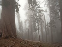 Sequoia National Park 红杉树国家公园61