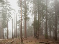 Sequoia National Park 红杉树国家公园62