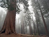 Sequoia National Park 红杉树国家公园63