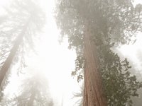 Sequoia National Park 红杉树国家公园65