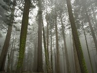 Sequoia National Park 红杉树国家公园66