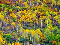 Colorado 科罗拉多31