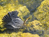 Everglades 沼泽地国家公园